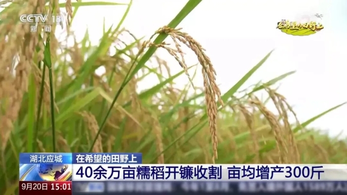 央视聚焦！徐工这台“收稻神器”刷屏湖北田野